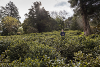 Jonathan Jones, tea garden director, photographed above the Himalayan valley with Darjeeling tea plants, teaplantation, Tregathnan, Truro, Cornwall, UK, Europe