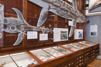 Mary Anning, Lyme Regis, Jurasic coast, Dorset