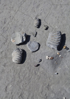 Mary Anning, Lyme Regis, Jurasic coast, Dorset