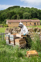 Black Bee Honey