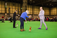 Crufts 2022
