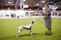 Crufts 2022