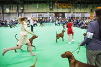 Crufts 2022