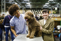 Crufts 2022