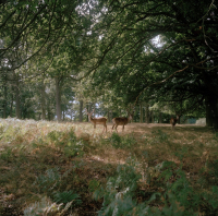 Richmond Park London